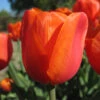 Triumph-Tulpe 'Prins Willem Alexander' Zwiebeln -Saemereien tulpe prins willem alexander tulipa zwiebeln