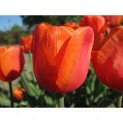 Triumph-Tulpe 'Prins Willem Alexander' Zwiebeln -Saemereien tulpe prins willem alexander tulipa zwiebeln3