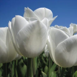 Triumph-Tulpe 'Royal Virgin' Zwiebeln