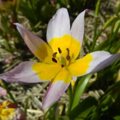 Wildtulpe 'Saxatilis' Zwiebeln