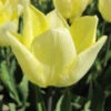 Triumph-Tulpe 'Sunny Prince' Zwiebeln -Saemereien tulpe sunny prince tulipa zwiebeln