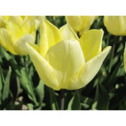 Triumph-Tulpe 'Sunny Prince' Zwiebeln 7 Triumph-Tulpe 'Sunny Prince' Zwiebeln -Saemereien tulpe sunny prince tulipa zwiebeln3