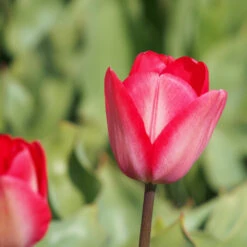 Darwin-Tulpe 'Van Eijk' Zwiebeln