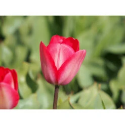 Ausgewählte Produkte -Saemereien tulpe van eijk tulipa zwiebeln2