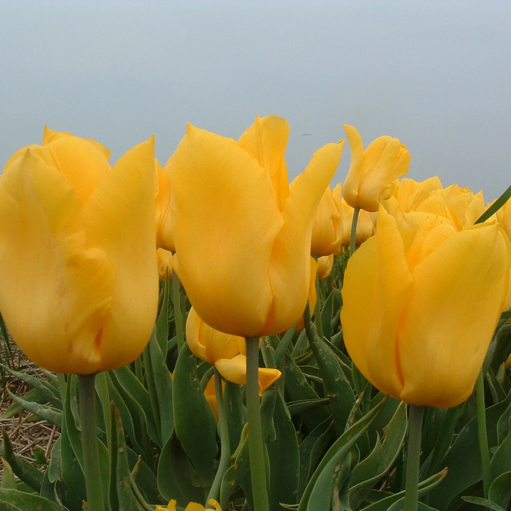 Triumph-Tulpe 'Yokohama' Zwiebeln 3 Triumph-Tulpe 'Yokohama' Zwiebeln