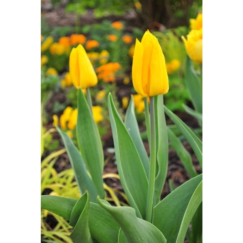 Triumph-Tulpe 'Yokohama' Zwiebeln 4 Triumph-Tulpe 'Yokohama' Zwiebeln – Bild 2