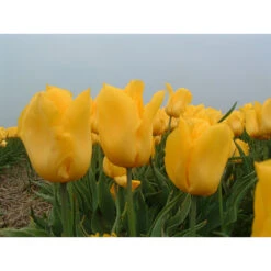 Triumph-Tulpe 'Yokohama' Zwiebeln 7 Triumph-Tulpe 'Yokohama' Zwiebeln -Saemereien tulpe yokohama tulipa zwiebeln3