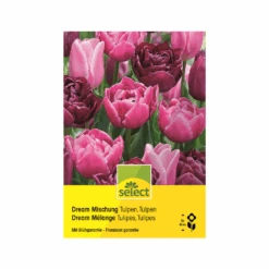 Tulpe 'Dream Mischung' Zwiebeln
