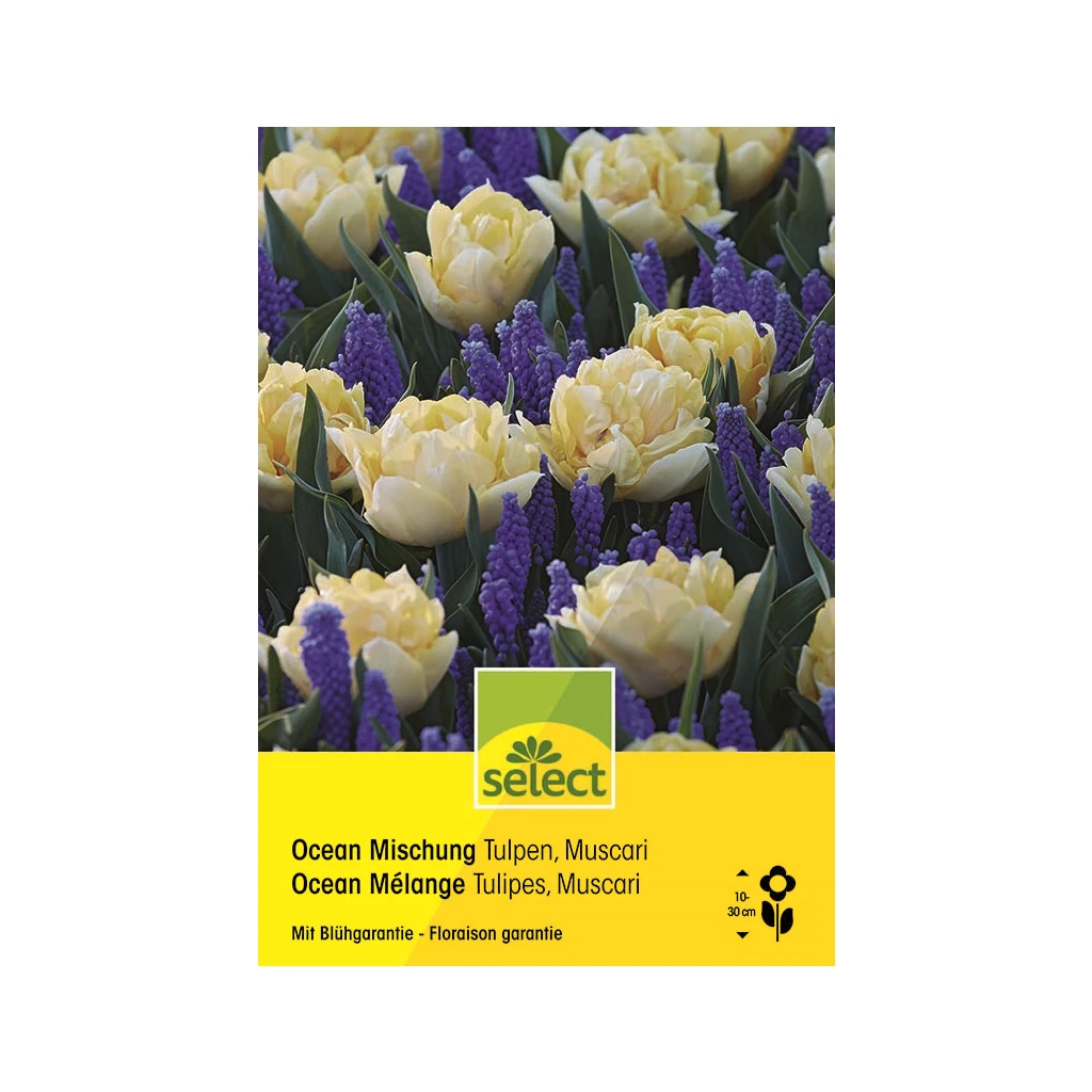 Tulpen & Muscari 'Ocean Mischung' Zwiebeln 3 Tulpen & Muscari 'Ocean Mischung' Zwiebeln