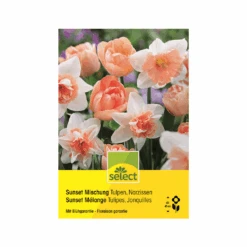 Tulpen & Narzissen 'Sunset Mischung' Zwiebeln