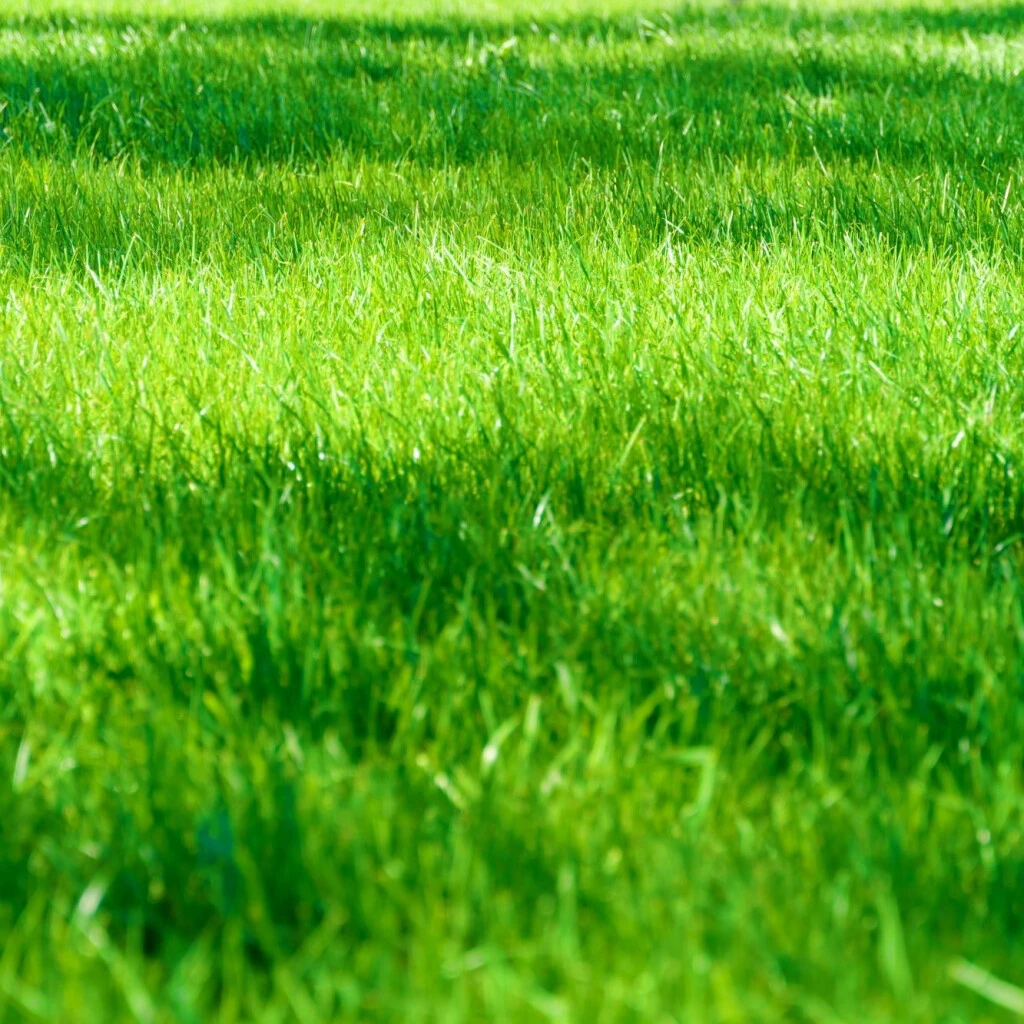 Umbra Royal Schattenrasen 3 Umbra Royal Schattenrasen