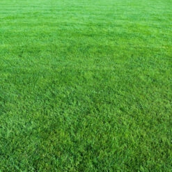 Uni Lawn Royal Universalrasen