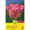 Viridiflora Tulpe 'Groenland' Zwiebeln -Saemereien viridiflora tulpen groenland tulipa zwiebeln
