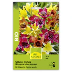 Wildtulpe 'Mischung' Bio Zwiebeln