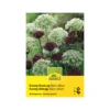 Zierlauch 'Evening Mischung' Zwiebeln -Saemereien zierlauch allium atropurpureum nigrum zwiebeln