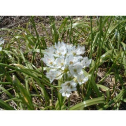 Zierlauch Zwiebeln -Saemereien zierlauch allium neapolitanum zwiebeln3
