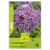 Zierlauch 'Purple Sensation' Bio Zwiebeln -Saemereien zierlauch purple sensation allium aflatunense bio zwiebeln