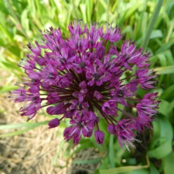 Zierlauch 'Purple Sensation' Zwiebeln