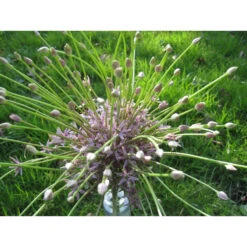 Zierlauch 'Schubertii' Zwiebeln -Saemereien zierlauch schubertii allium zwiebeln3